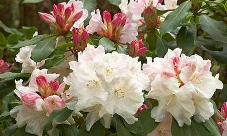 杜鹃盆栽怎么养