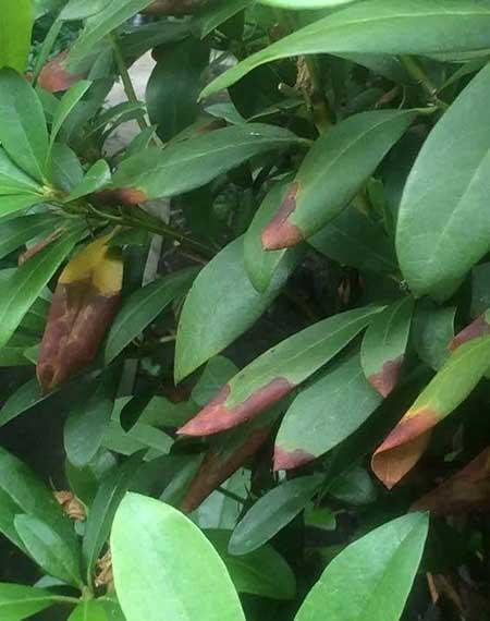 杜鹃盆栽怎么养