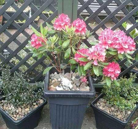 杜鹃盆栽怎么养