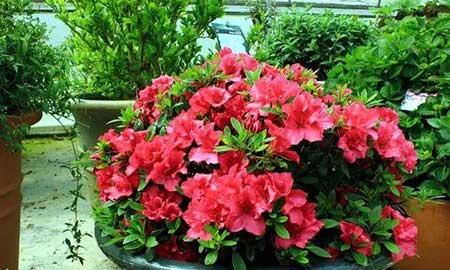 杜鹃盆栽怎么养