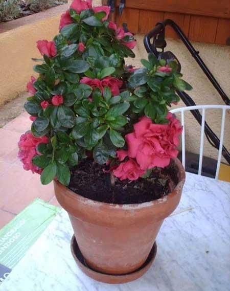 杜鹃盆栽怎么养