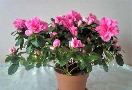 杜鹃盆栽怎么养