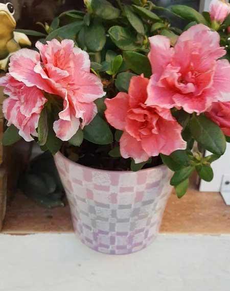 杜鹃盆栽怎么养