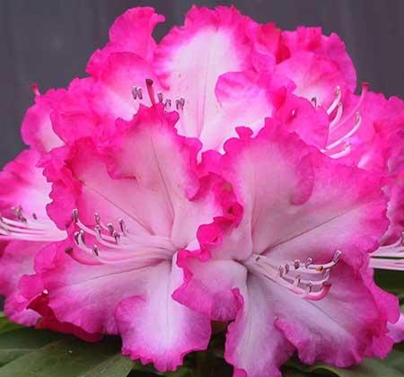 杜鹃盆栽怎么养