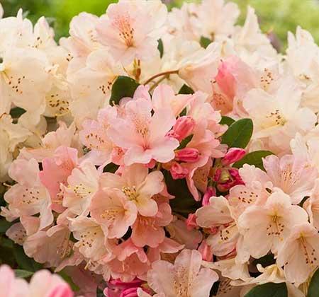 杜鹃盆栽怎么养