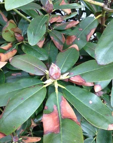 杜鹃盆栽怎么养