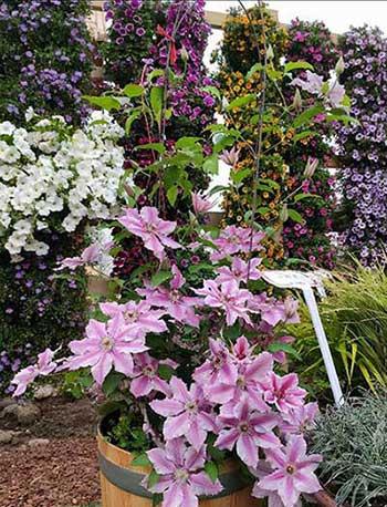 冬天适合养什么花