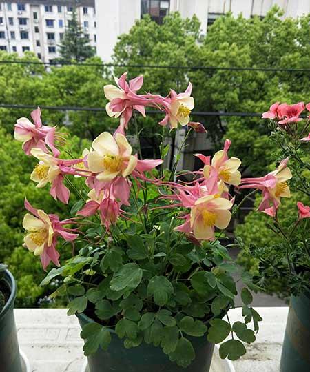 冬天适合养什么花