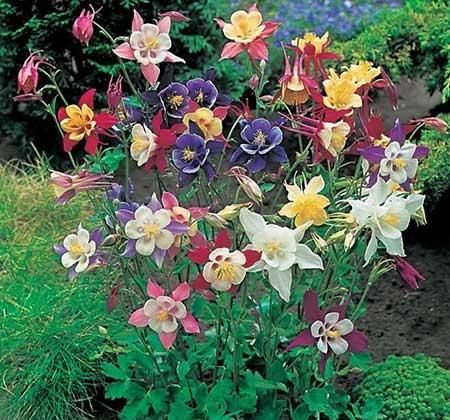 冬天适合养什么花