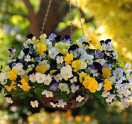 冬天适合养什么花