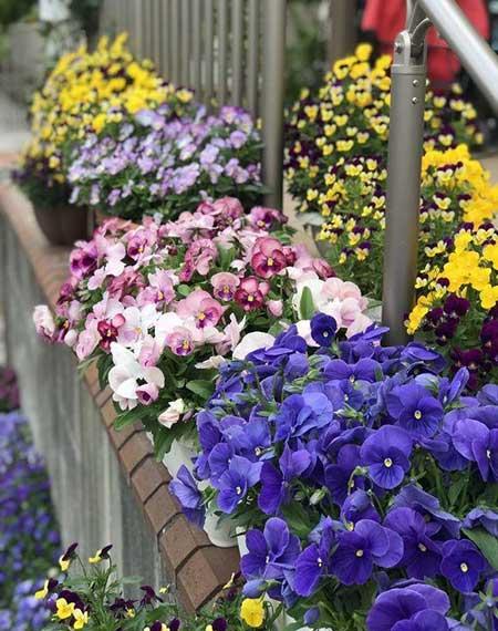 冬天适合养什么花