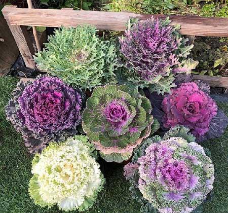 冬天适合养什么花