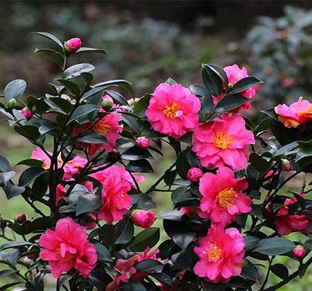 冬天适合养什么花