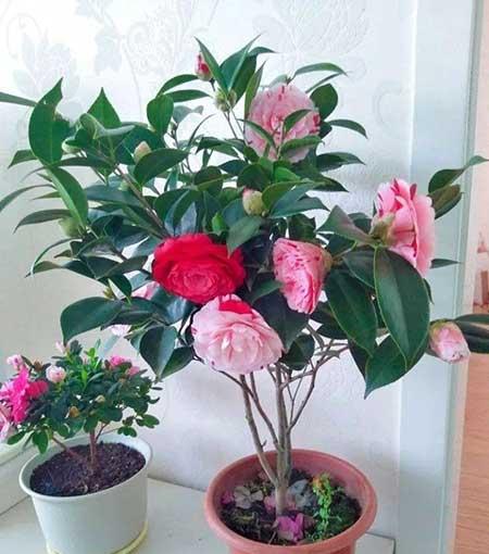 冬天适合养什么花