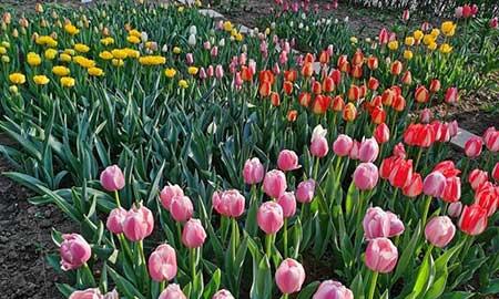 冬天适合养什么花