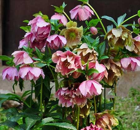 冬天适合养什么花