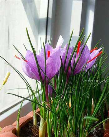 冬天适合养什么花