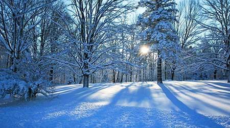 冬季养的花卉有哪些