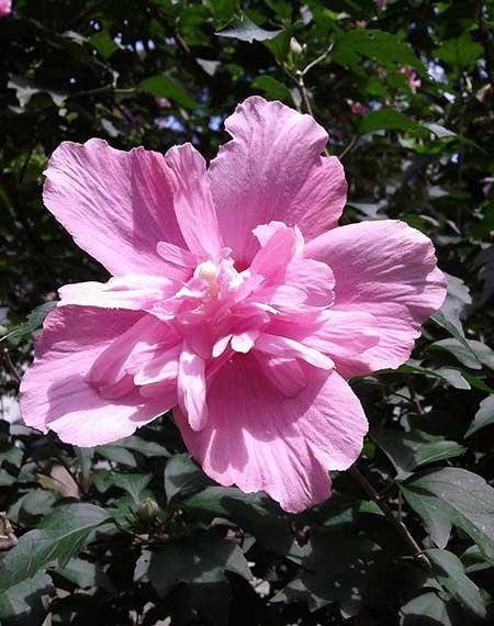 冬季养的花卉有哪些