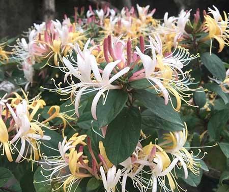 冬季养的花卉有哪些