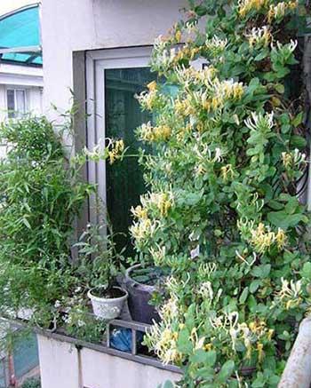 冬季养的花卉有哪些