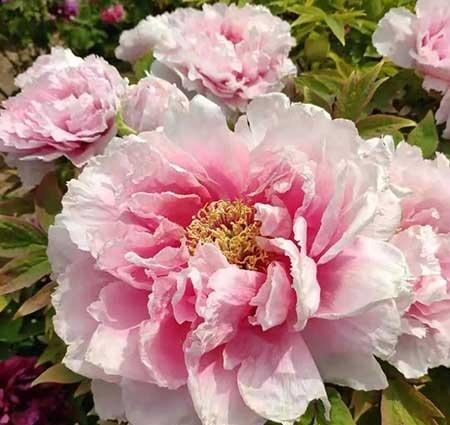 冬季养的花卉有哪些