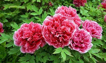 冬季养的花卉有哪些