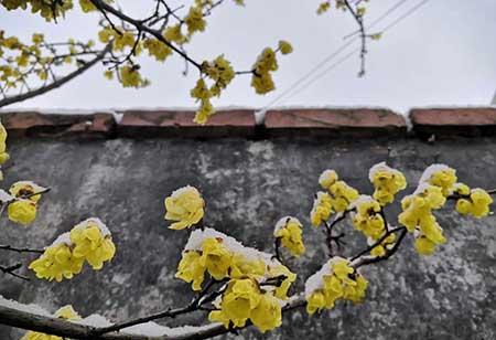 冬季养的花卉有哪些