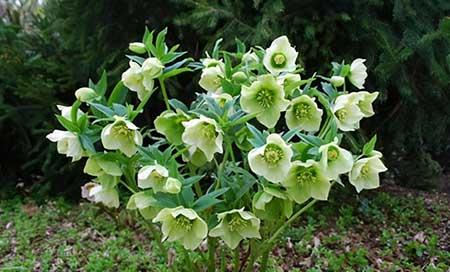 冬季养的花卉有哪些