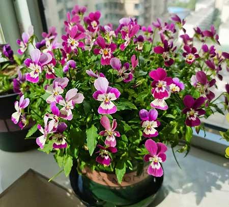 冬季养的花卉有哪些