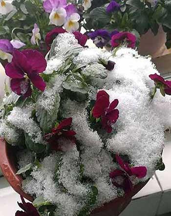 冬季养的花卉有哪些