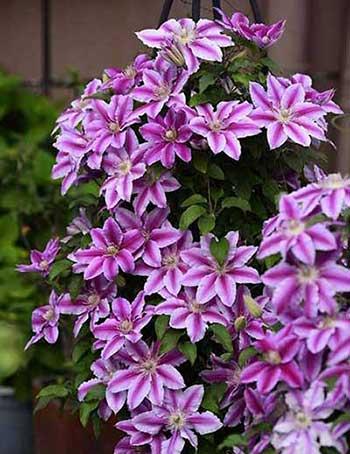 冬季养的花卉有哪些