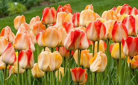 冬季养的花卉有哪些