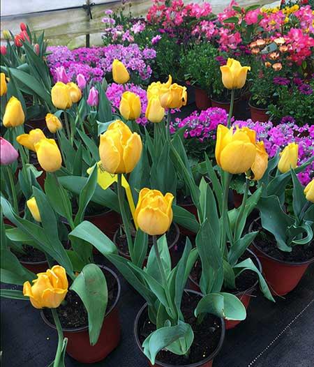 冬季养的花卉有哪些