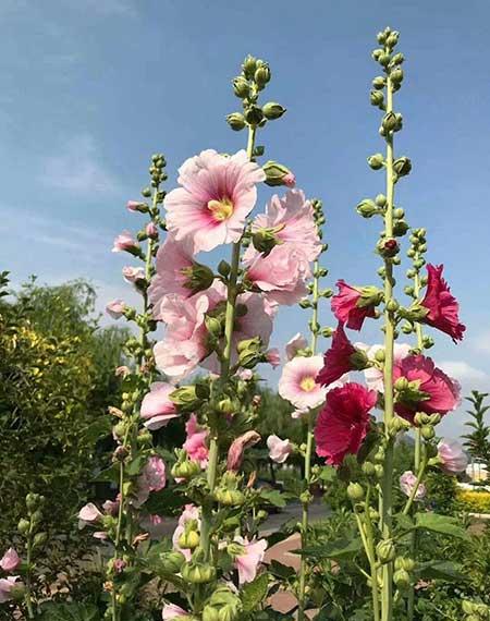 冬季养的花卉有哪些