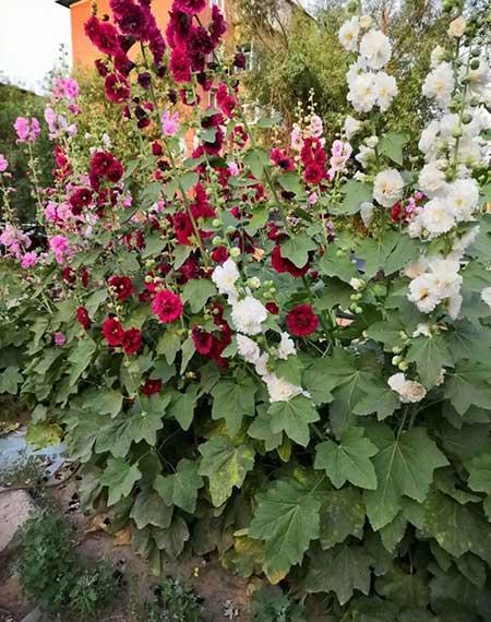 冬季养的花卉有哪些