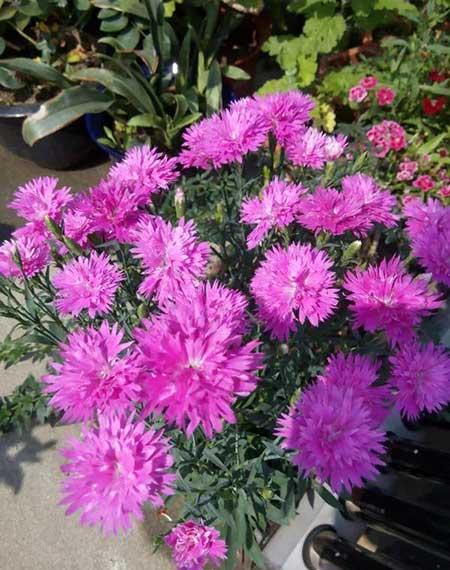 冬季养的花卉有哪些