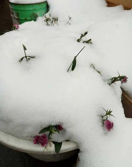 冬季养的花卉有哪些