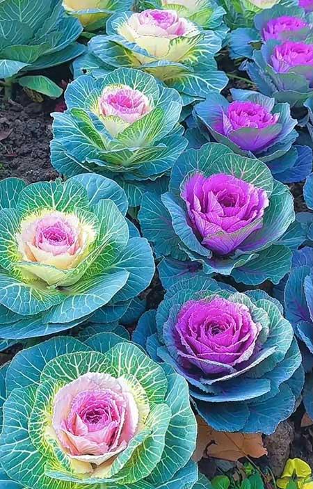 冬季养的花卉有哪些