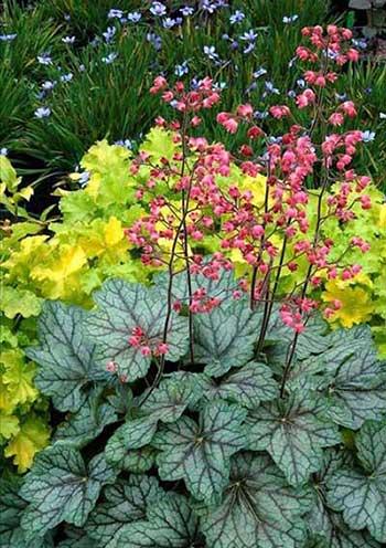 冬季养的花卉有哪些