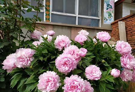 冬季养的花卉有哪些