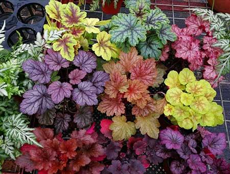 冬季养的花卉有哪些