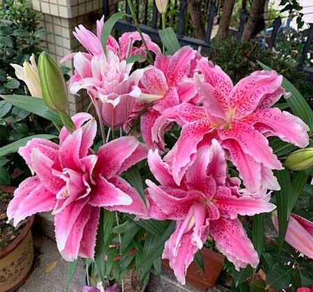 冬季养的花卉有哪些