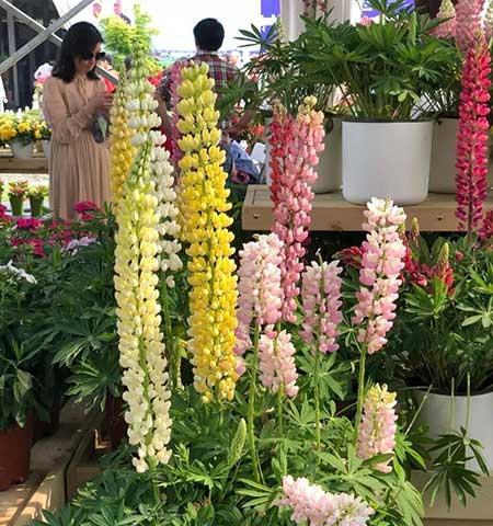 冬季养的花卉有哪些