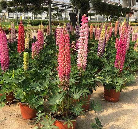 冬季养的花卉有哪些