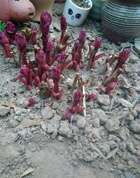 冬季养的花卉有哪些