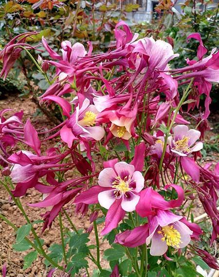 冬季养的花卉有哪些