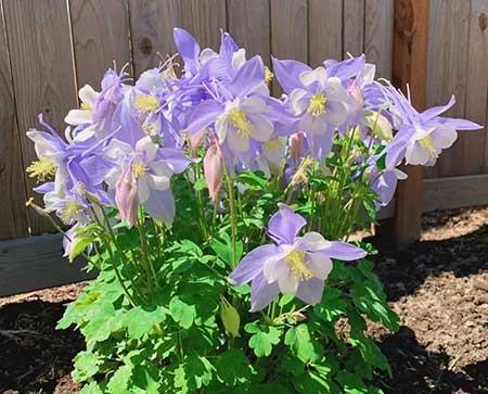 冬季养的花卉有哪些