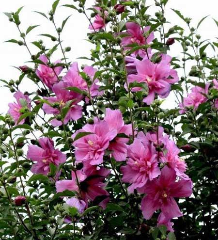 冬季养的花卉有哪些