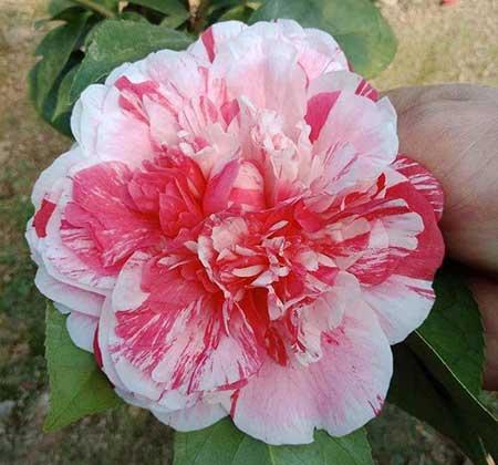 冬季适合养什么花